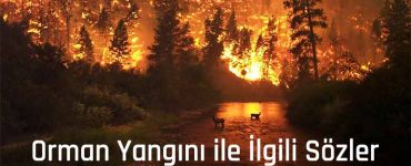 Orman Yangını ile İlgili Sözler
